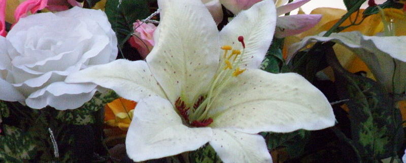 En av HJHs givere bestemte at ved hennes begravelse skulle det være minnegave til HJH. Vi takker så meget! Foto: Dnrivera/wikipedia